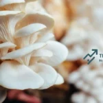 Budidaya Jamur Tiram