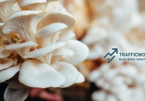 Budidaya Jamur Tiram