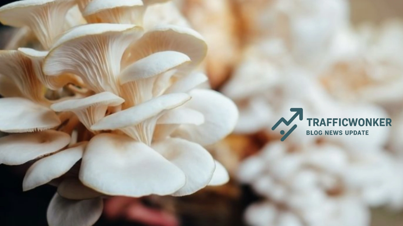 Budidaya Jamur Tiram